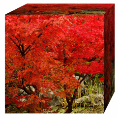 Autumn cube.1