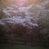 　　 嬉　桜