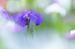 Seasonal flowers.3