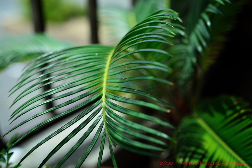 我が家のオアシス
