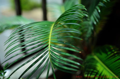 我が家のオアシス