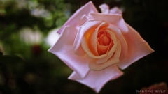 La Vie en rose.