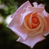 La Vie en rose.