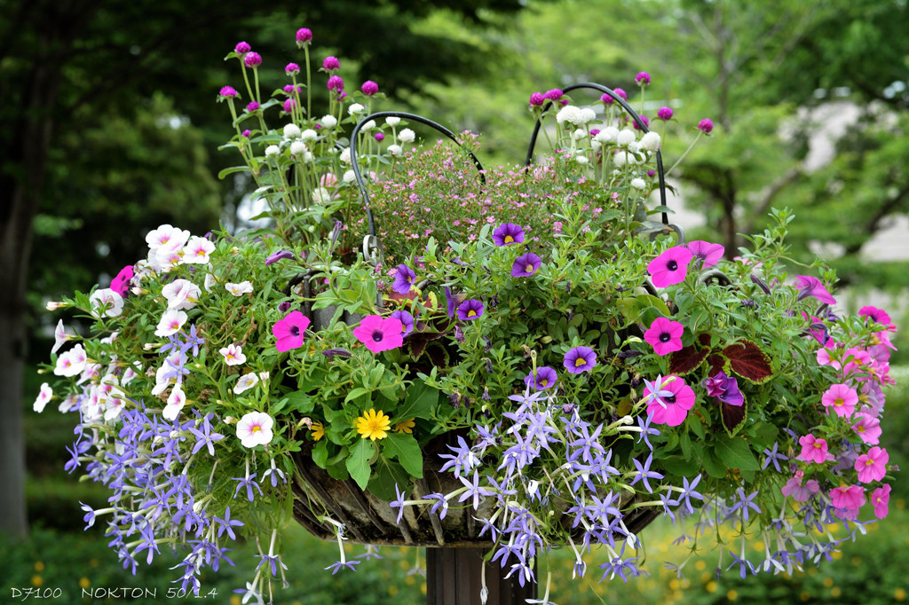 early summer bouquet.D7100