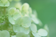 Hydrangea　若芽