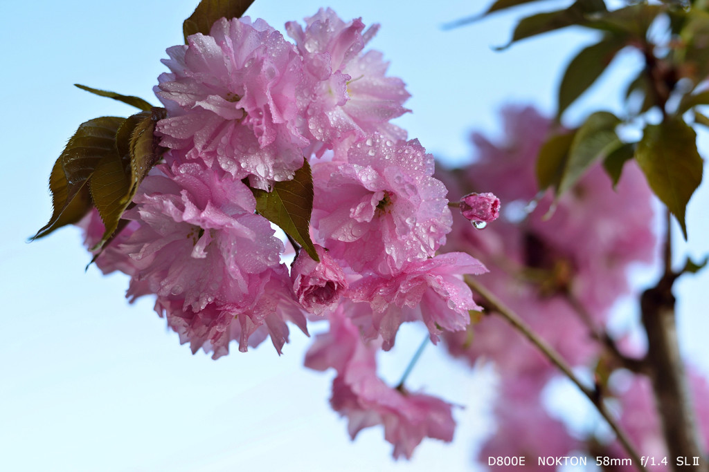 桜餅