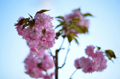 cherry blossoms.A