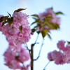 cherry blossoms.A