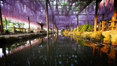 wisteria violet.4「藤色」