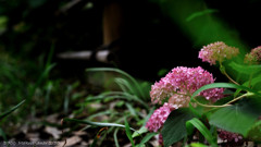 La fente entre pluie .1