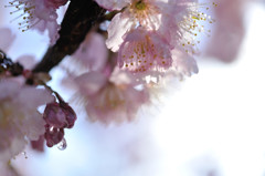 cherry blossom.2