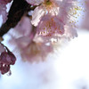 cherry blossom.2