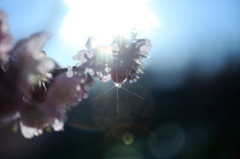 Teardrop.4