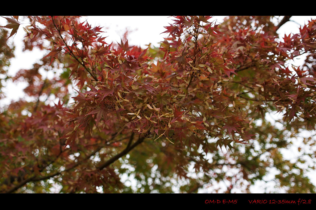 Autumn Color.1