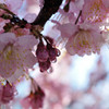 cherry blossom.4