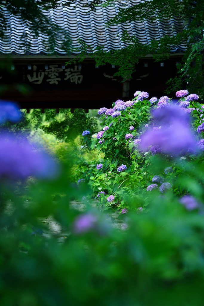 虹　華　.　2