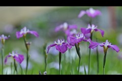 purple.1