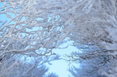 frost-covered trees.