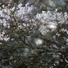 　 冬 の 桜 .2