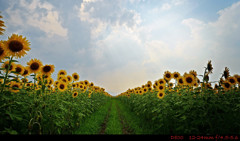 Sunflower.16