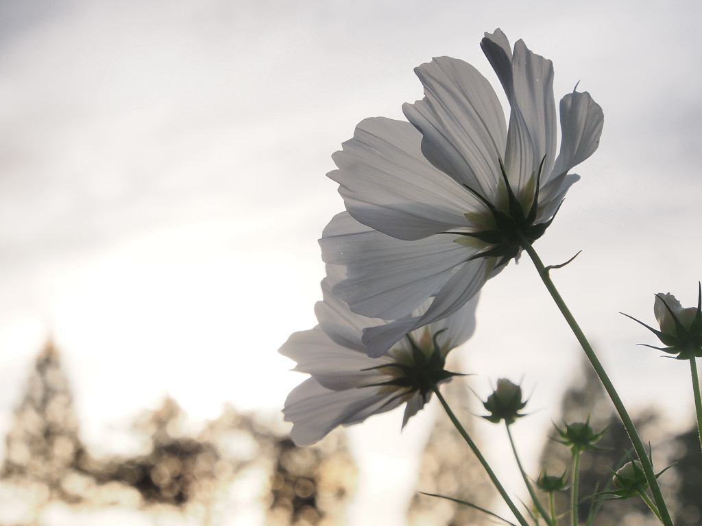 Dream Cosmos Field.11