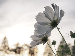 Dream Cosmos Field.11