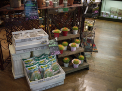 珍しいサボテン