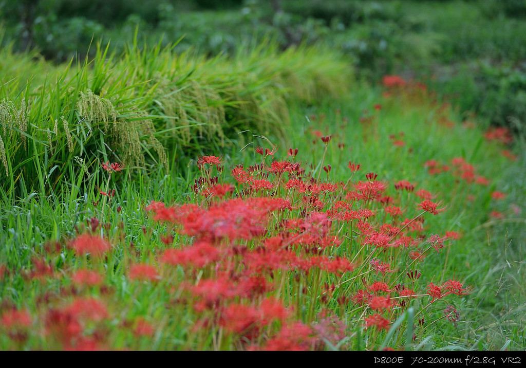 spider lily.B