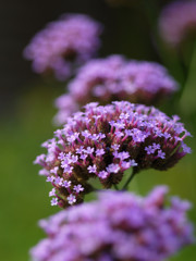 relaxation　Garden D