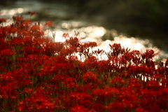 Red spider lily　.2