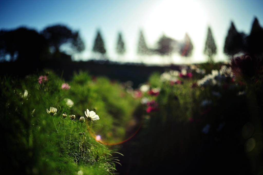 Dream Cosmos Field.1