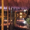 wisteria violet.3