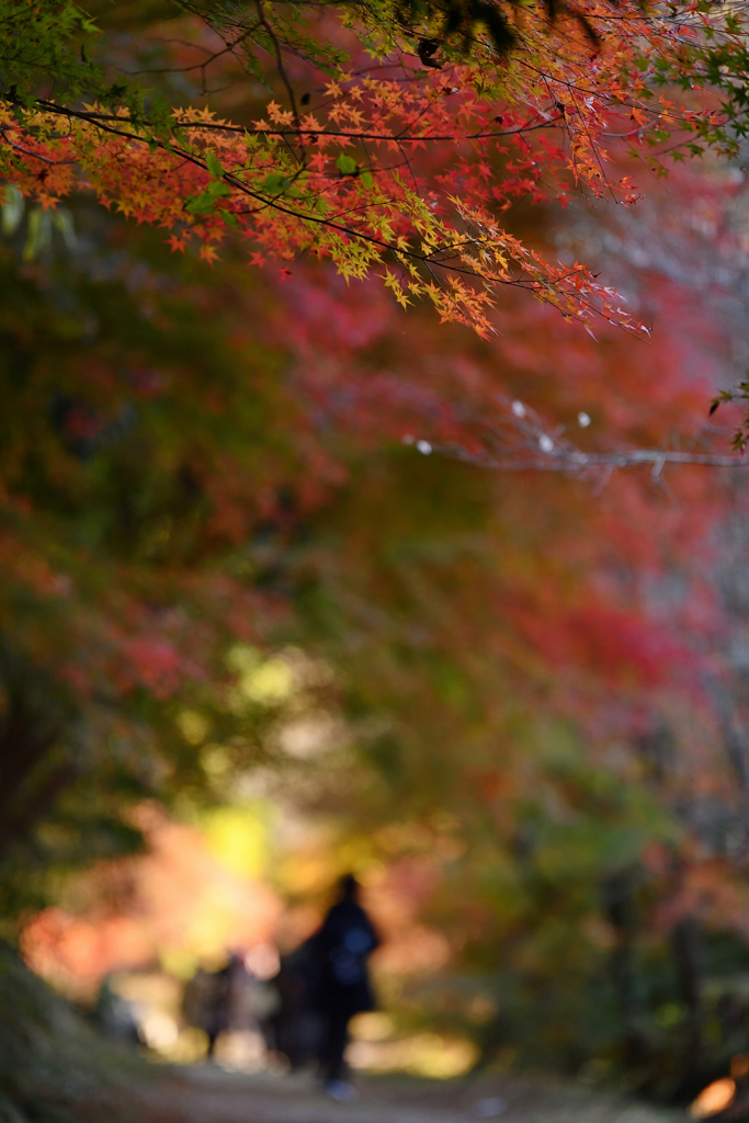 秋　冬　　.