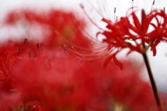 炎華.3