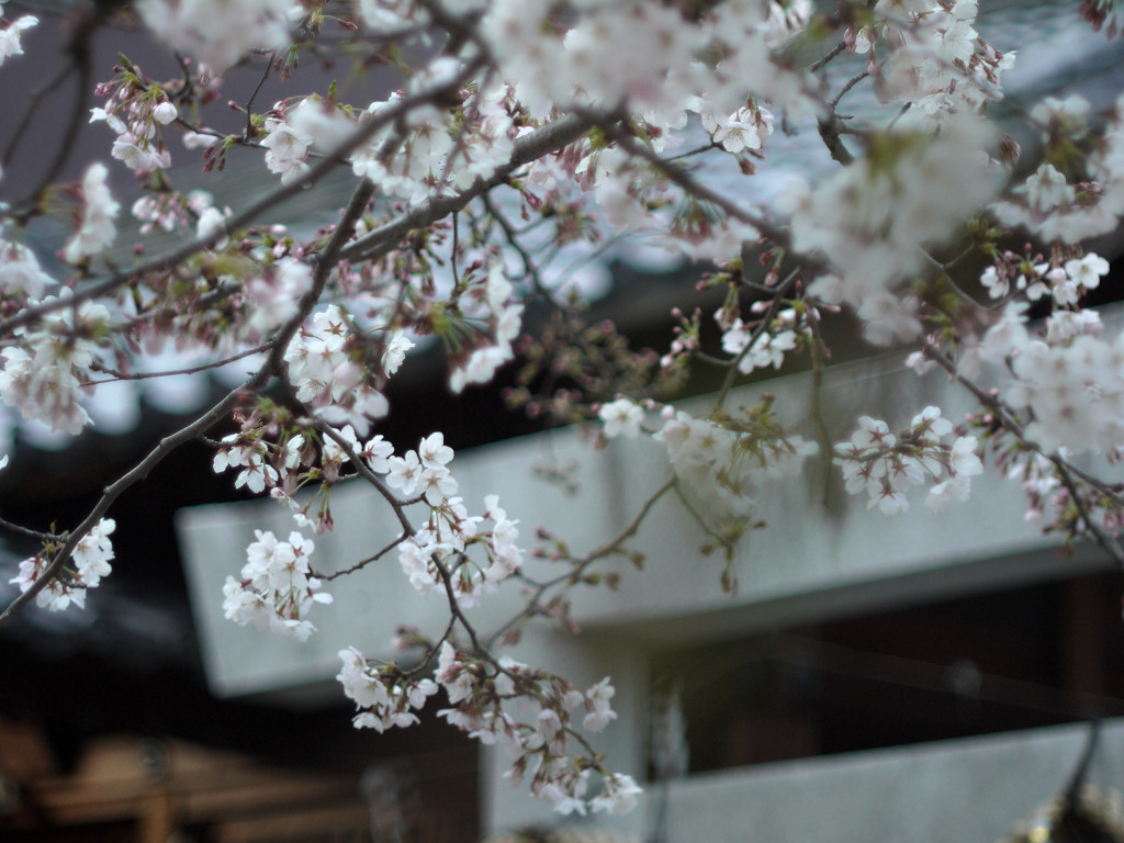 祷桜