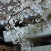 祷桜