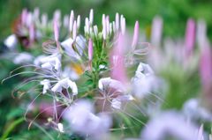 スターマイン２　『乱舞』