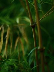 さんきゅ～ bamboo