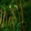 さんきゅ～ bamboo