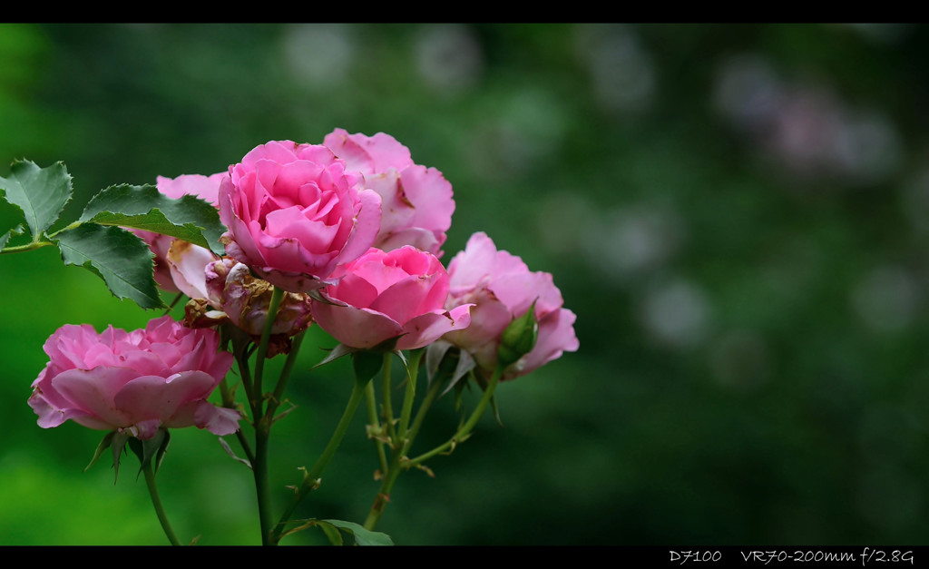 Jardin.7