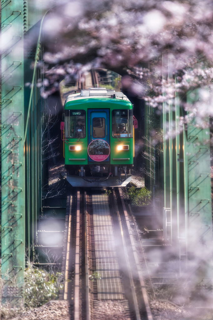　 淡　櫻　.2