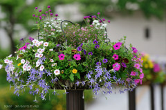 early summer bouquet.D700