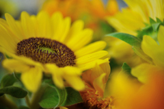 Sunflower girl 　Ｂ