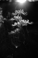 華月