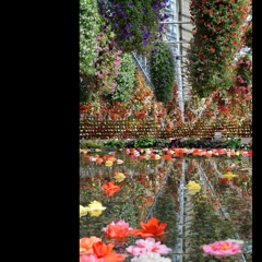 The flower garden.1