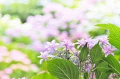 Seasonal flowers.4