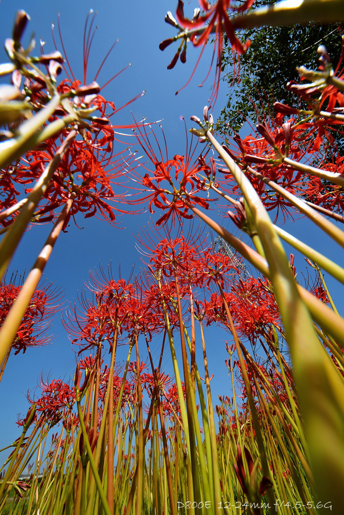 spider lily.F