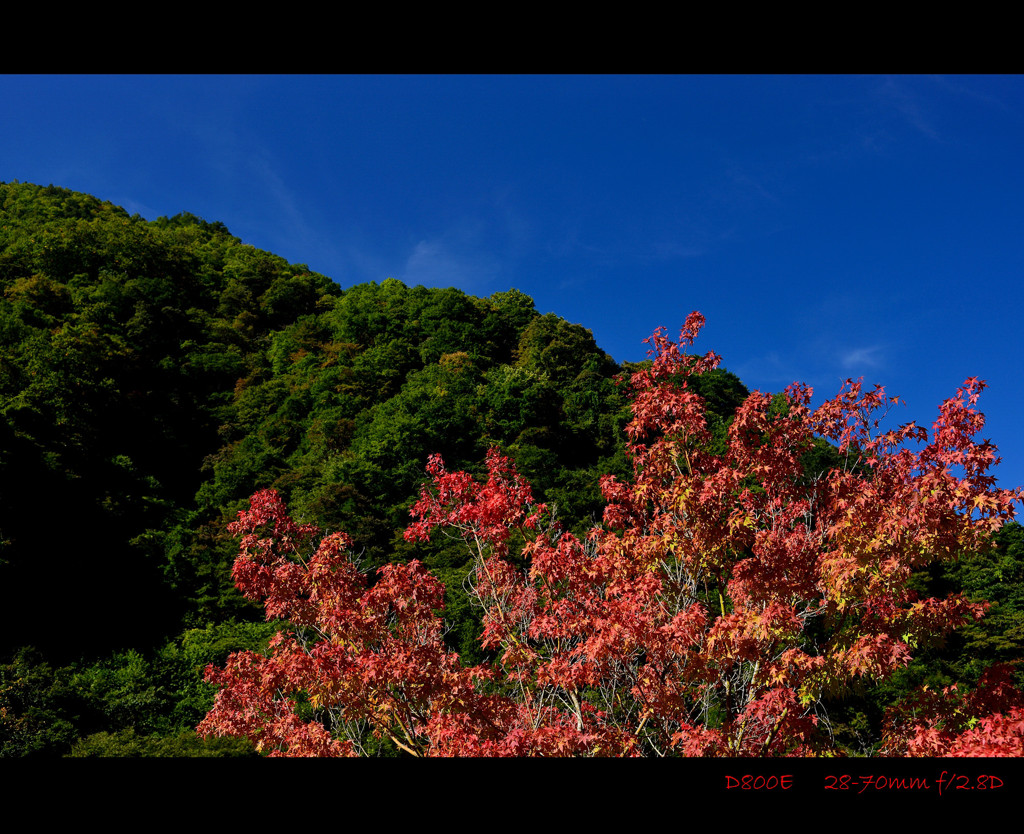 紅葉ってきれいだなぁ･･･