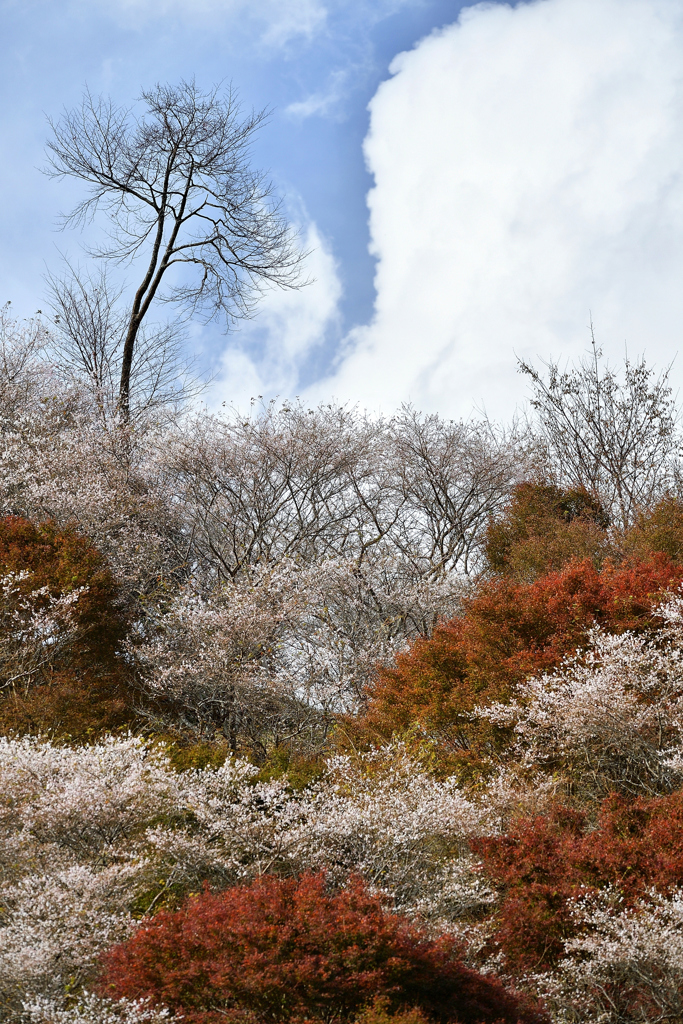 four-season cherry .2