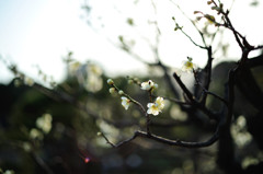 ume.3